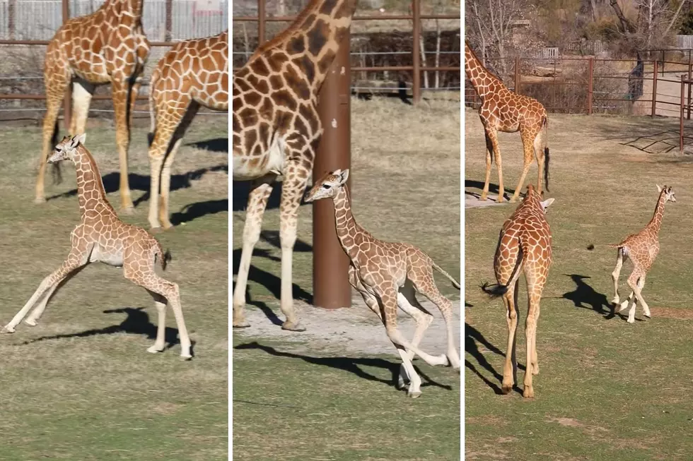Watch This Adorable Baby Giraffe in Oklahoma Get The Zoomies
