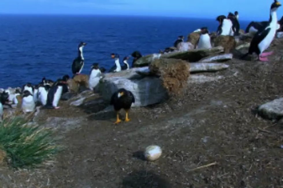 We Never Thought We’d See This Kind of Footage in the Wild